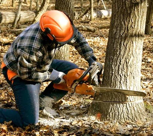 Tree Removal in Quinby, VA